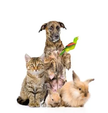 Large group of animals posing. isolated on white background Stock Photos