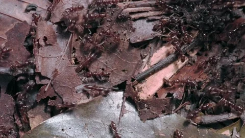 Large Group of Ants Moving Across Forest Leaf Litter Stock Footage 343603538