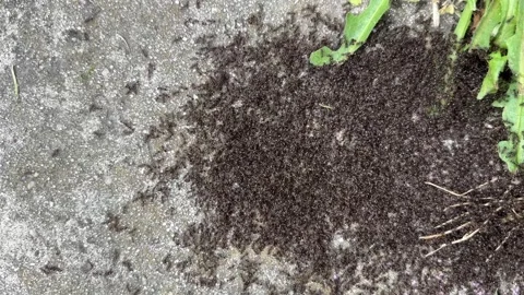 Large group of ants is seen moving rapidly over the ground Stock Footage 311570385