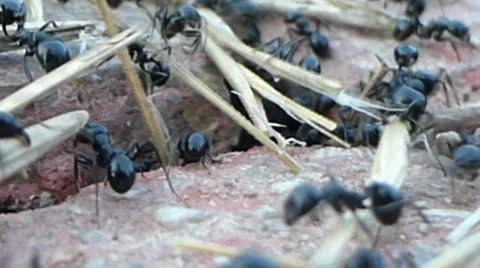 Large group of ants taking dried grass down to their nest 5 of 14 Stock Footage 42048770