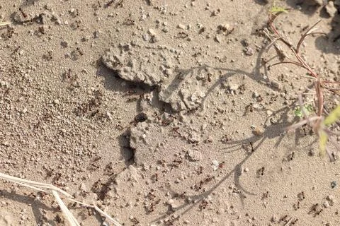 A large group of ants working around the anthill Stock Photos