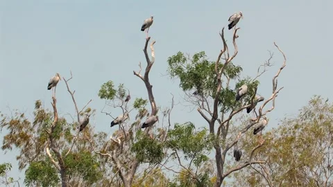 Large group of Asian Openbill Storks perched on leafless trees in Stock Footage 271729204