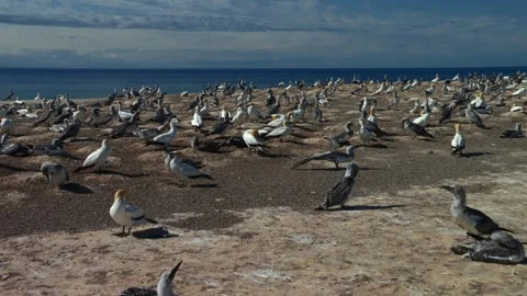 Large group of Australasian gannets resting on rocky coastal terrain beside Stock Footage 335371147