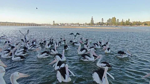 Large group of Australian Pelicans floating on the water and flying Stock Footage 93165182