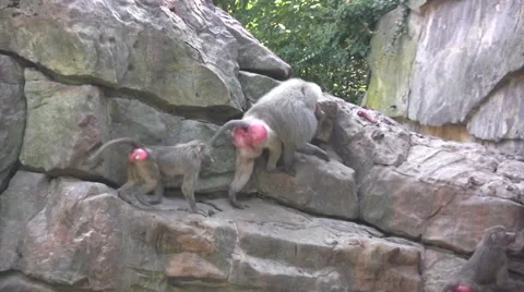 Large group of Baboons walking up a rocky outcrop Stock Footage 42129259