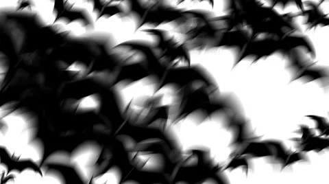 A large group of bats fly past the screen Stock Footage 33990444