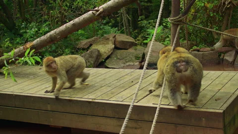 Large group of Berber macaques has fun near the lake Stock Footage 310755272