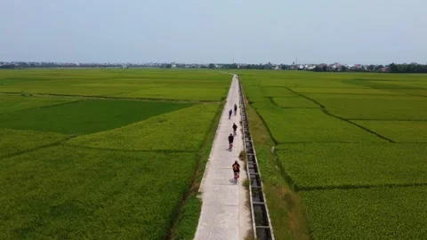 Large group of bicycles can be seen riding through lush green rice fields Stock Footage 238740331