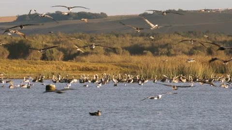 A large group of birds flew over the river and floated on the water Stock Footage 221599164