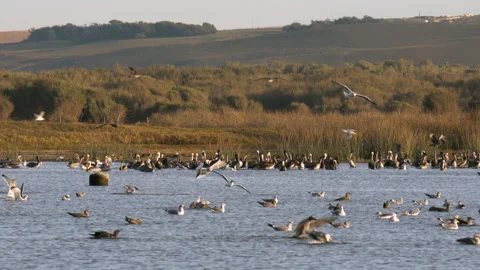 A large group of birds flew over the river and floated on the water Stock Footage 221599345