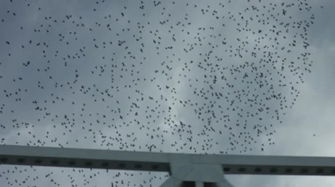 Large group of birds flying Stock-Footage 68398895