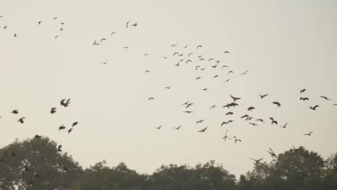 A large group of birds flying together in a formation over trees. Video stock 333916565