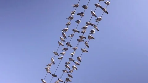 Large group of birds sitting on an overhead power line Vidéo 75239149