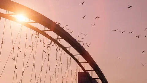 Large group of birds taking off from bridge construction flying into the sun Stock Footage 72862368