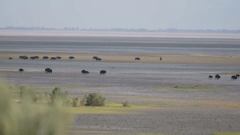 Large Group of Bison Walking Across a Salt Flat Stock Footage 137148452