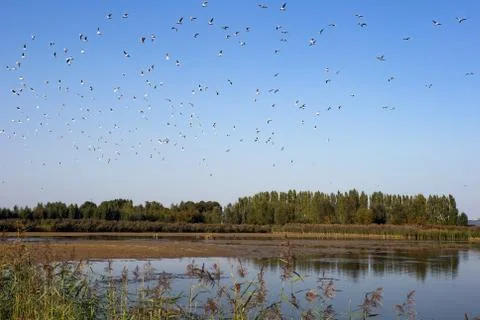 A large group of Black-headed river Gulls flying above a nature lake in Europe Stock Photos
