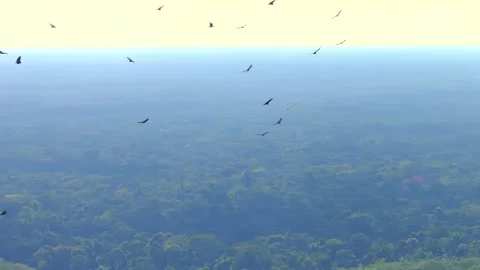 Large Group of Black Vultures Soaring in Thermal Above Tambopata River, Peru, Stock Footage 314322026