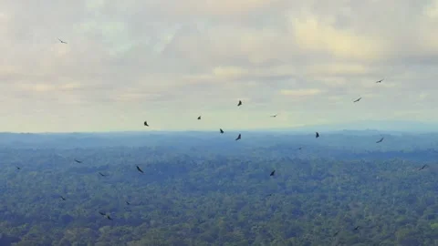 Large Group of Black Vultures Soaring in Thermal at Sunset in Tambopata, Peru, Stock Footage 314322328