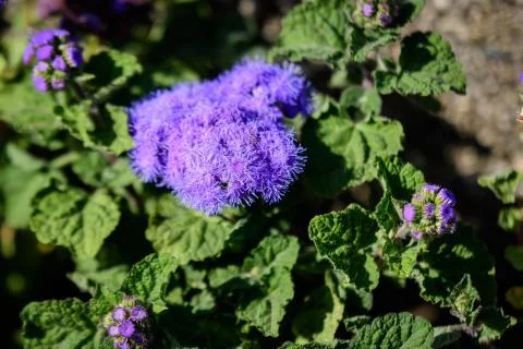 Large group of blue flowers of Ageratum houstonianum plant  Stock Photos