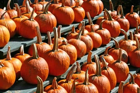 A large group of bright orange pumpkins Stock Photos