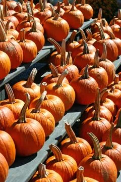 A large group of bright orange pumpkins. Stock Photos