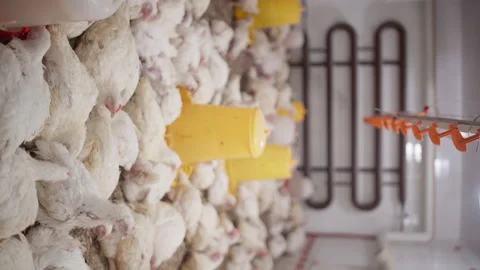 Large group of broiler chickens at poultry farm Stock Footage 161189063