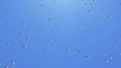 Large group of brown pelicans flying in formation Loop Animation background Video stock 178769147