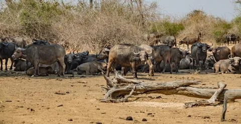 Large group of buffaloes looking to the camera Stock Photos