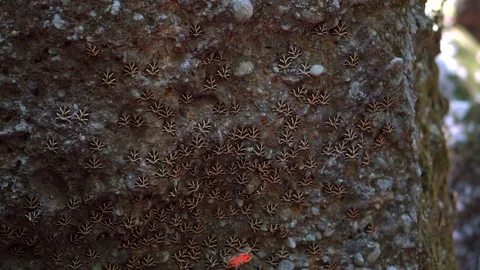 Large group of butterflies sitting on a rock and a few more landing Stock Footage 93486845