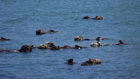 Large Group of CA Sea Otter Floating Cleaning Stock Footage 78589025