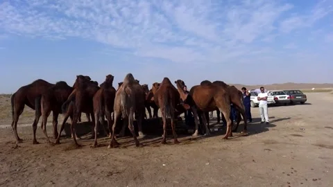 A large group of camels is seen gathered in a vast arid, stock footage. Stock Footage 304816535