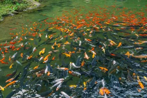 Large group of carp koi fish swimming in the pond Stock Photos