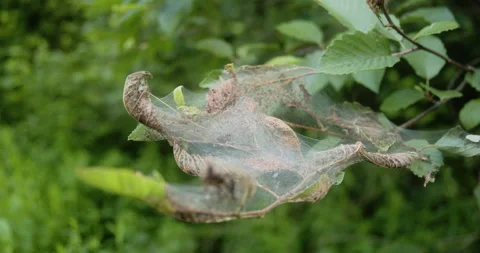 A large group of caterpillars in silk eating leaves on a tree Stock Footage 158697555