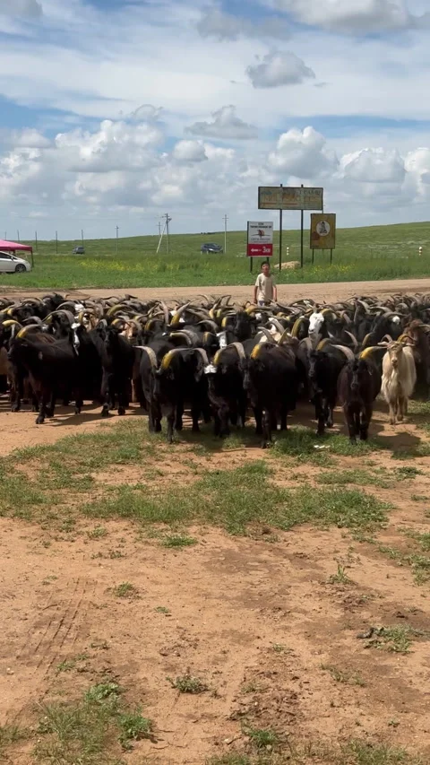 A large group of cattle congregates in a green field Stock Footage 316158980