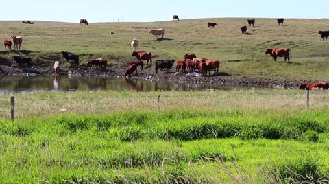 A large group of cattle graze by a pond Stock Footage 54912460