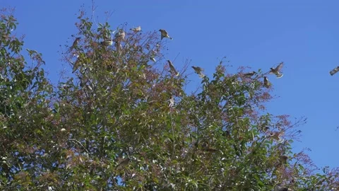 Large group of cedar waxwing birds in elderberry tree Video stock 150112897
