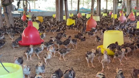 A large group of chickens moves across the floor of a poultry facility 動画素材 332300855