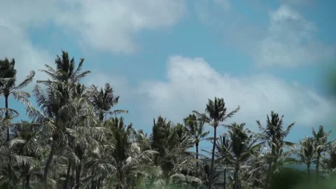 Large group of coconut trees blow in the trade winds Stock Footage 134847858