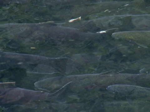Large group of coho salmon  Video stock 544865
