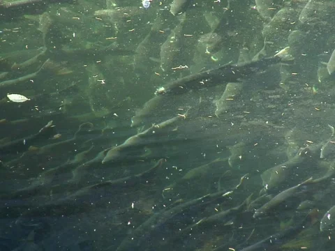 Large group of coho salmon lined up Stock-Footage 544947
