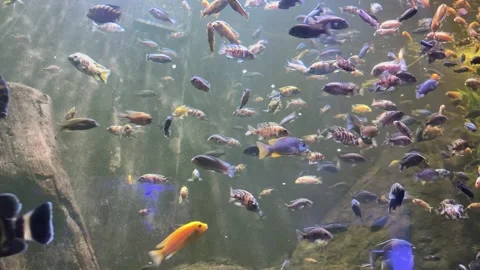 Large group of colorful cichlid fish swimming in freshwater aquarium with murky Stock Footage 307404923