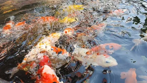 A large group of colorful Koi Fish, or Nishikigoi, or Amur carp, actively p.. Stock Footage 279295641