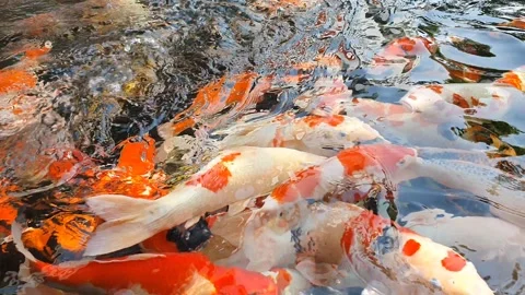 A large group of colorful Koi Fish, or Nishikigoi, or Amur carp, actively p.. Stock Footage 279295644
