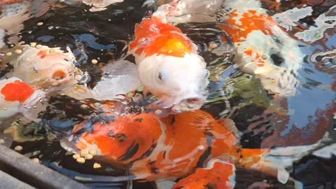 A large group of colorful Koi Fish, or Nishikigoi, or Amur carp, actively p.. 스톡 동영상 279295694
