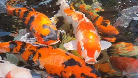 A large group of colorful Koi Fish, or Nishikigoi, or Amur carp, actively p.. 스톡 동영상 279295697