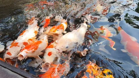 A large group of colorful Koi Fish, or Nishikigoi, or Amur carp, actively p.. 스톡 동영상 279295698
