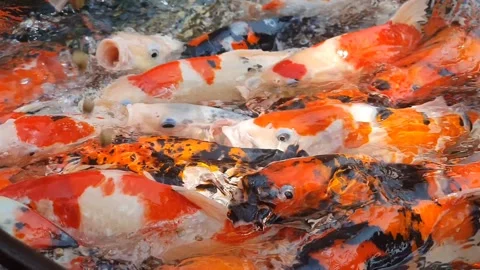 A large group of colorful Koi Fish, or Nishikigoi, or Amur carp, actively p.. Stock Footage 279295716