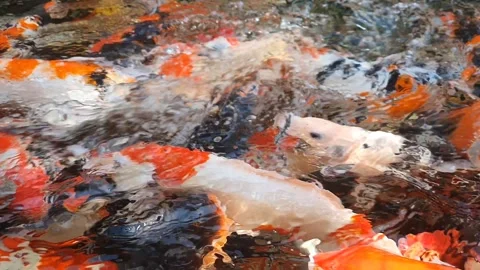 A large group of colorful Koi Fish, or Nishikigoi, or Amur carp, actively p.. Stock Footage 279295744