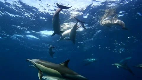 Large group of common dolphins hunting around a school of sardines Stock Footage 342315252