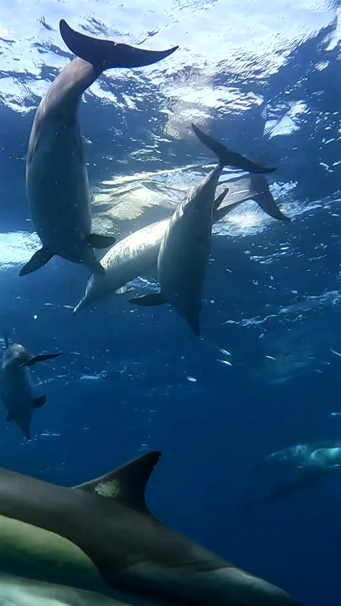 Large group of common dolphins hunting around a school of sardines during t.. Stock Footage 342315261